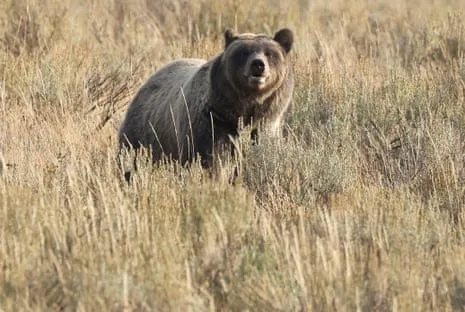 Trail Walker Assaulted by Grizzly in Wilderness Area Air Lifted to Hospital